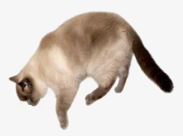 Download Cat Png Transparent Image - Cat With Transparent Background, Png Download, Free Download