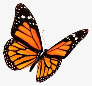 Pin By Fatimah Niyazi On Monarch Butterfly In 2019 - Transparent Background Butterfly Png, Png Download, Free Download