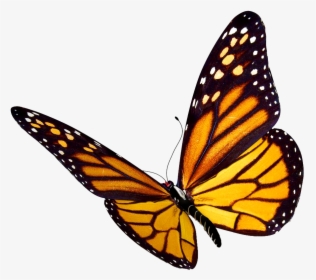 Transparent Butterflies Png Transparent - Transparent Background Butterfly Clipart, Png Download, Free Download
