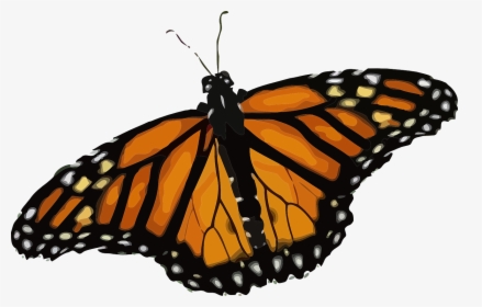 Monarch Butterfly Png, Transparent Png, Free Download