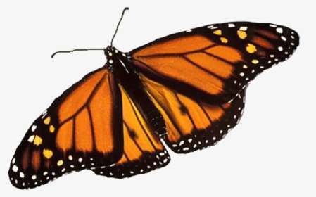 Monarch Butterfly Png Image Background - Monarch Butterfly Transparent Background, Png Download, Free Download