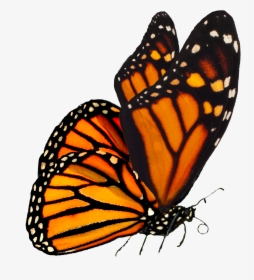 Monarch Butterflies Png, Transparent Png, Free Download