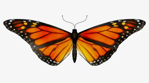 Monarch Butterfly Gif Clip Art Insect - Transparent Monarch Butterfly Gif, HD Png Download, Free Download