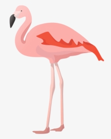 Greater Flamingo, HD Png Download, Free Download