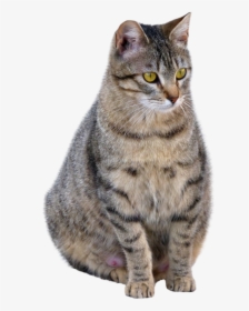 Cat Png Transparent Image - Full Hd Cat Png, Png Download, Free Download