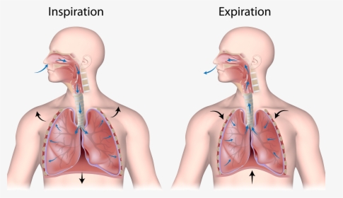 Human Respiratory System Unlabeled - Nose And Mouth Breathing, HD Png Download, Free Download