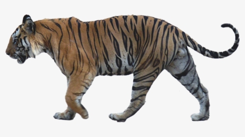 Walking Tiger Png Image Background - Wolf And Lion Size Comparison, Transparent Png, Free Download