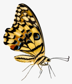 Cartoon Monarch Butterfly 26, Buy Clip Art - Insect Png, Transparent Png, Free Download