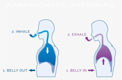 Diaphragmatic Breathing Diagram, HD Png Download, Free Download