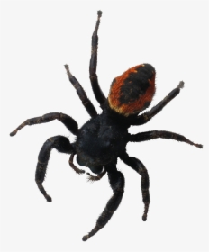 Spider Png Image - Паук Пнг, Transparent Png, Free Download