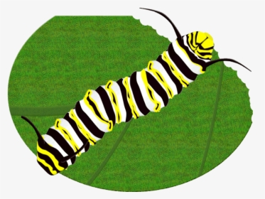 Monarch Butterfly Caterpillar Clipart Brush-footed - Monarch Butterfly Caterpillar, HD Png Download, Free Download