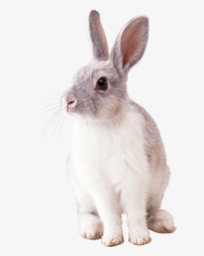Bunny Rabbit Png - Rabbit Png, Transparent Png, Free Download