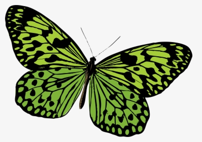Monarch Butterfly Pieridae Moth - Green Butterfly Vector Png, Transparent Png, Free Download