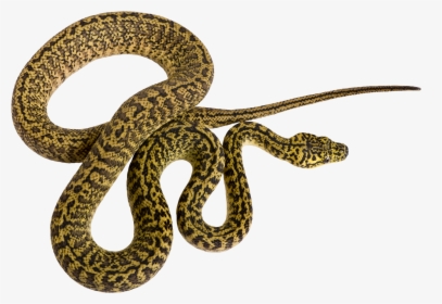 19 Rattlesnake Vector Pattern Huge Freebie Download - Transparent Corn Snake, HD Png Download, Free Download
