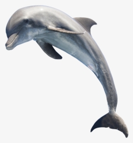 Dolphin Png Transparent Images - Transparent Dolphin Png, Png Download, Free Download