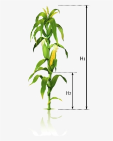 Corn Tree Png - Transparent Corn Stalks Png, Png Download, Free Download