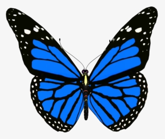 Moths And - Blue Monarch Butterfly Png, Transparent Png, Free Download