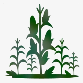 Corn Stalk Png Transparent Images - Corn Stalk Clipart, Png Download, Free Download