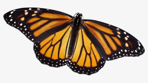 Close Up Of Monarch Butterfly, HD Png Download, Free Download