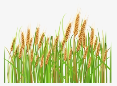 Cornfield Vector Corn Farm - Crops Clipart, HD Png Download, Free Download
