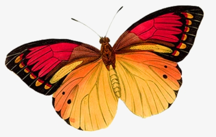 Red And Gold Butterfly, HD Png Download, Free Download