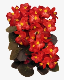 Transparent Begonia Png - Begonia Semperflorens Png, Png Download, Free Download