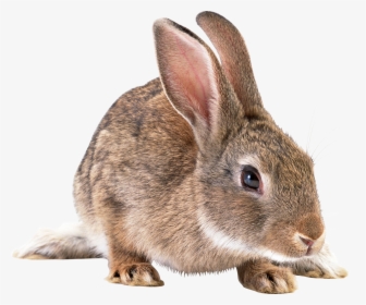 Download Rabbit Png Picture - Transparent Rabbit, Png Download, Free Download