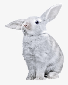 Rabbit Listening - Bunny Png, Transparent Png, Free Download
