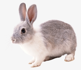 Gray And White Rabbit Png Image - Rabbit Png, Transparent Png, Free Download