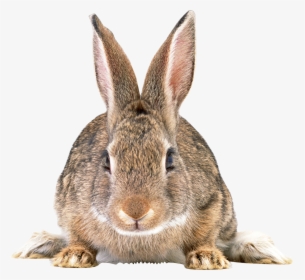 Cottontail Rabbit Png, Transparent Png, Free Download