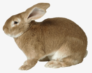 Rabbit Bunny Png Transparent Image - Rabbit Png, Png Download, Free Download