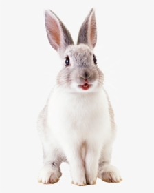 Rabbit Hd Photo Png Images - Cute Rabbit Png, Transparent Png, Free Download