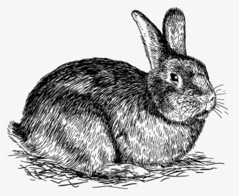 Transparent Rabbit Png Transparent - Rabbit Png, Png Download, Free Download