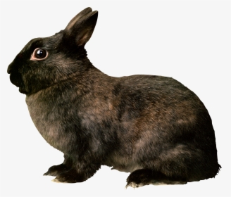 Black Rabbit Png Image - Pet Rabbit Rat Bite Fever, Transparent Png, Free Download