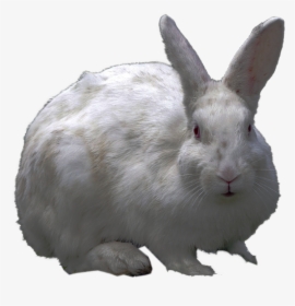 Png Collection Rabbit Clipart - Transparent Background White Bunny Png, Png Download, Free Download