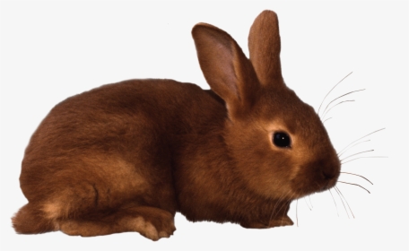 Brown Rabbit Png Image - Rabbit Clipart, Transparent Png, Free Download