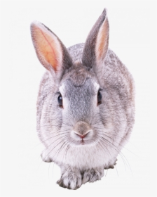 Best Free Rabbit Png Picture, Transparent Png, Free Download