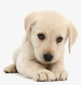 Puppy Png, Transparent Png, Free Download