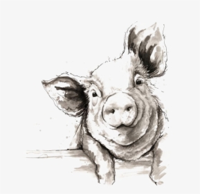 Sketch Domestic Illustration Pig Watercolor Painting - Black And White Pig Drawing, HD Png Download, Free Download