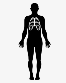 Human Silhouette Png - Standing Human Body Silhouette, Transparent Png, Free Download