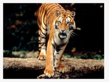 Sumatran Tiger, HD Png Download, Free Download