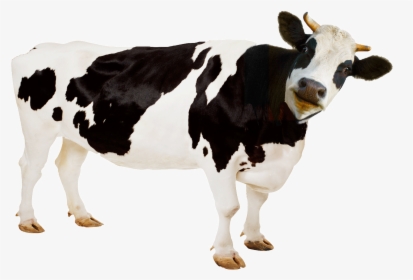 Cross Breed Of Cow And Horse, HD Png Download, Free Download