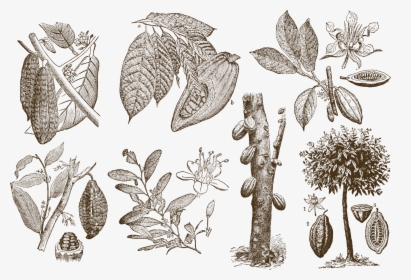 Theobroma Cacao Drawing, HD Png Download, Free Download