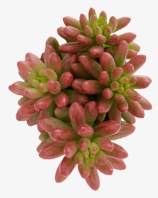 Clip Art Jelly Bean Succulent - Pachyphytum, HD Png Download, Free Download
