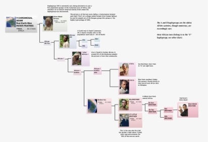 Y Dna African Haplogroup Tree, Y Dna, Y Chromosome, - Oldest Y Chromosome North Carolina, HD Png Download, Free Download