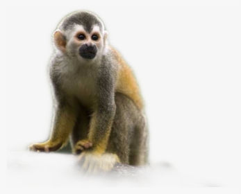 #monkey - Monkey On A Branch, HD Png Download, Free Download