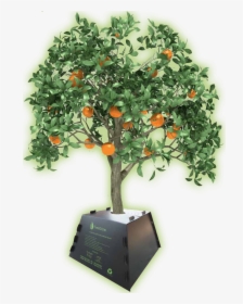 Treegrow-tree - Orange Tree Image Clipart, HD Png Download, Free Download
