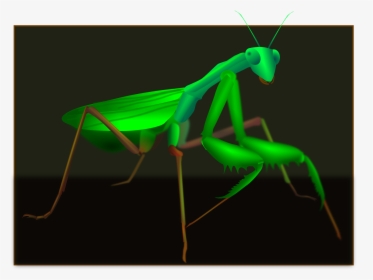 Art,grasshopper,mantis - Mantidae, HD Png Download, Free Download