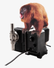 吼 猴, HD Png Download, Free Download