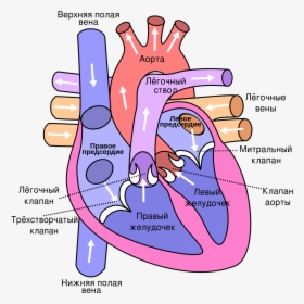 Diagram Of The Heart, HD Png Download, Free Download